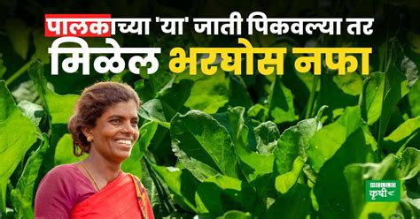 Spinach Farming पालकाच्या या जाती पिकवल्या तर मिळेल भरघोस नफा जाणून घ्या काय आहे संपूर्ण