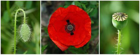 Papaver rhoeas (Corn Poppy, Field Poppy, Flanders Poppy, Red Poppy ...