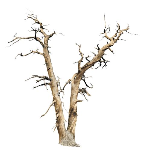 Dead Tree Png By Yotoots On Deviantart