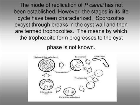 Pneumocystis Jiroveci Life Cycle