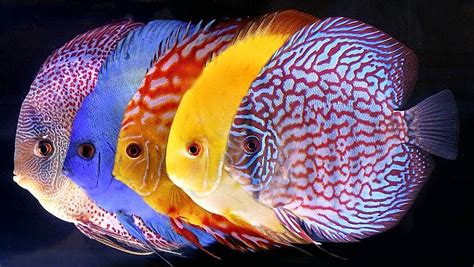 Interested in Discus? - The Cichlid Stage