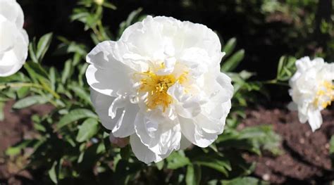 21 variedades de peonías blancas para tu jardín de flores