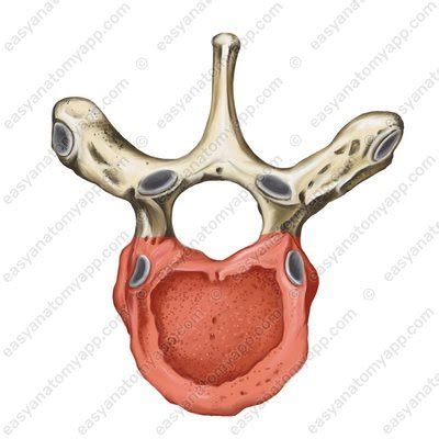 Typical Vertebra Easy Anatomy 3D