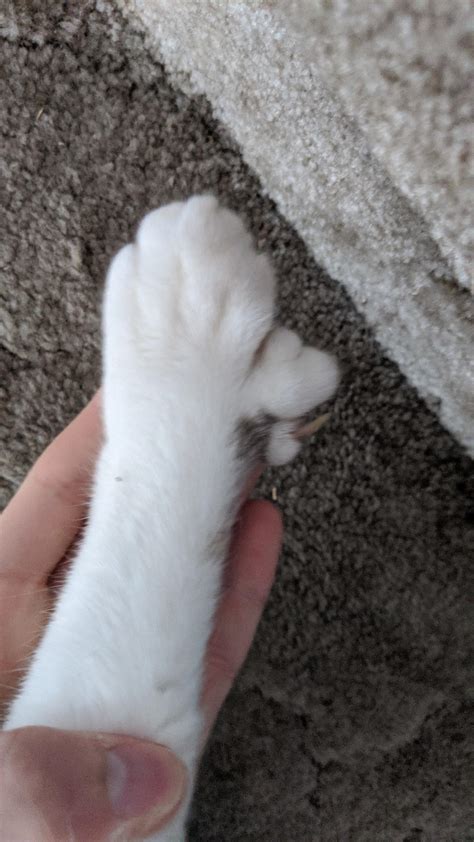 My Sisters Cat Has 2 Extra Toes On One Paw Rmildlyinteresting