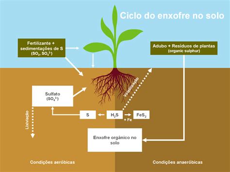 Ciclo Do Enxofre Mapa Mental - Mapa Mental Ciclo Do Enxofre - FDPLEARN