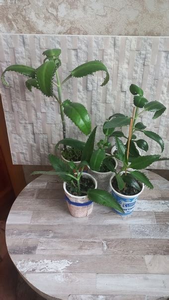 Каланхоэ Цена 150 руб Хорошо справляется с вирусом гриппа. Из него ...