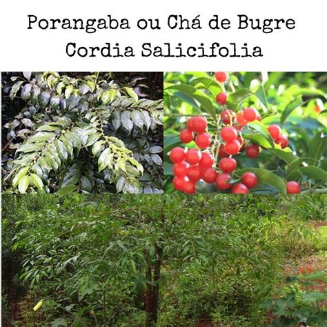 Comprar Porangaba Chá de Bugre Folha Erva Cordia Salicifolia 50gr A