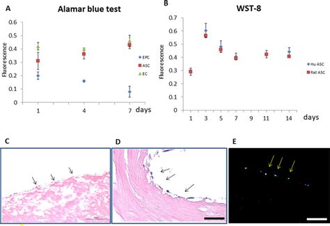 In Vitro Biocompatibility Test A Alamar Blue Assay For Human ASCs