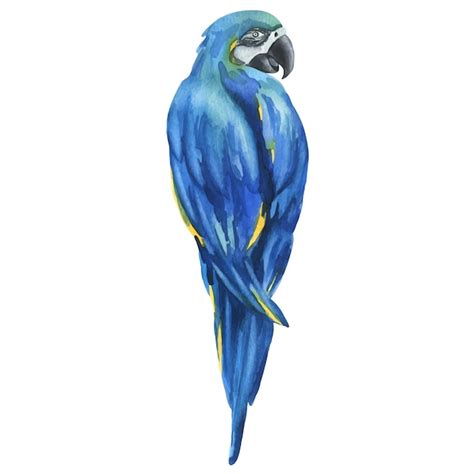 Premium Vector Tropical Sitting Bright Juicy Blueyellow Macaw Parrot