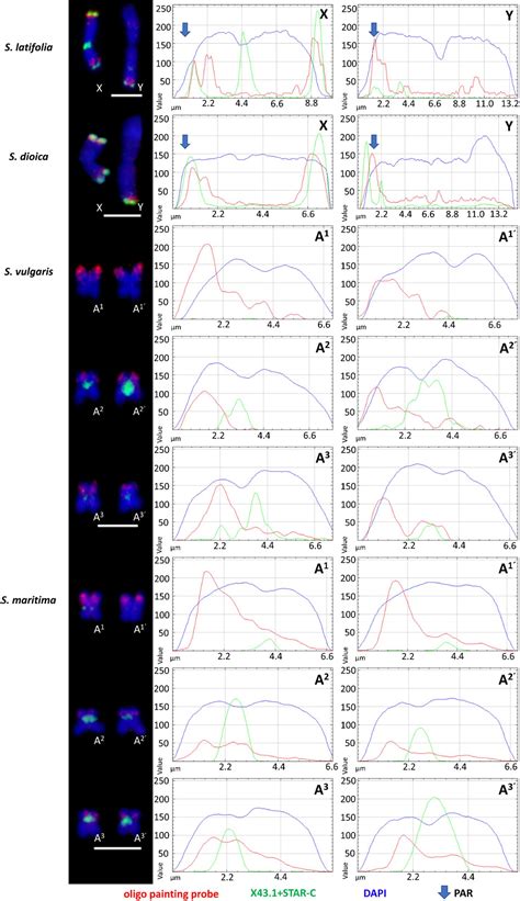 Frontiers The Formation Of Sex Chromosomes In Silene Latifolia And S