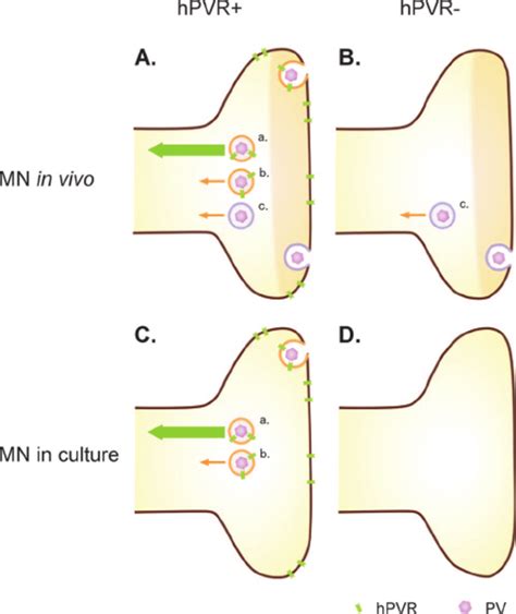 Mechanisms For Hpvr Dependent And Independent Transport Of Pv In Mns