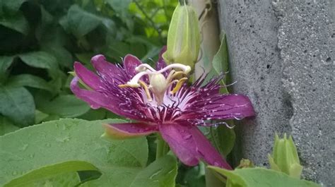 สรอยฟา Passiflora x alato caerulea Lindl ดอกไม