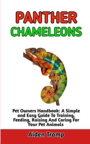 Panther Chameleon The Absolute Guide On Everything You Need To Know