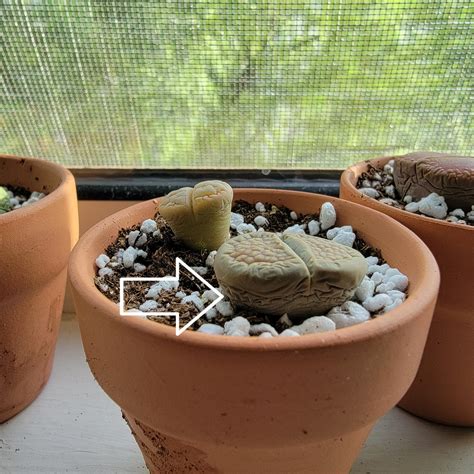 scared to water living stones! do these wrinkles mean they are thirsty? : r/succulents