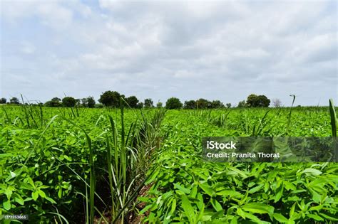 Green Manure Crops Mix Crops Useful Crop Rotation Organic Farming Stock ...