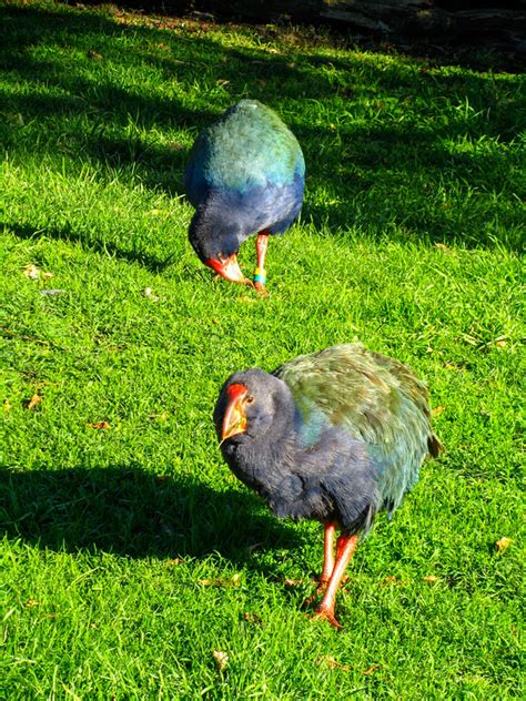 An Eco Nature Tour To Kapiti Island In New Zealand