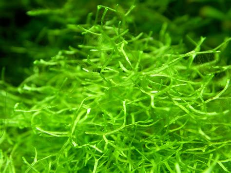 Riccia | Aquarium and Pond Plants of the World E3