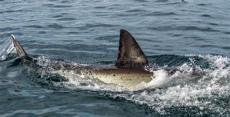 397 Shark Dorsal Fin Stock Photos - Free & Royalty-Free Stock Photos from Dreamstime