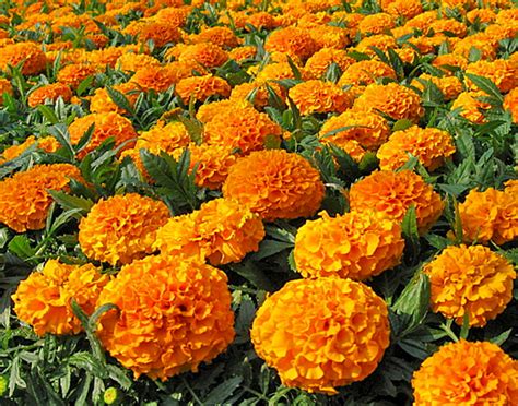 Seeds Marigolds Upright Hawaii Orange Large Terry Flower Seeds | Etsy