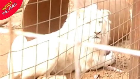 Fury Over Rare White Lion Being Auctioned Off To Be Shot By Trophy