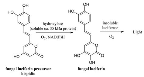 Paper The Chemical Basis Of Fungal Bioluminescence Illumina