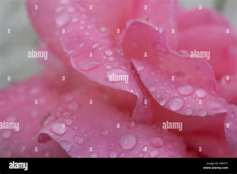 Closeup Rose Petals Hi Res Stock Photography And Images Alamy