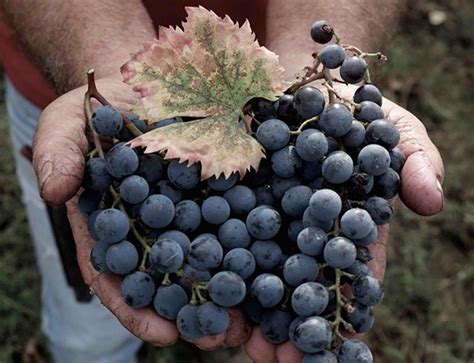 Montenero: Wein aus Toskana, Italien online kaufen