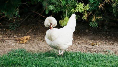 Sultan Chicken: History, Behavior, and Health - The Happy Chicken Coop