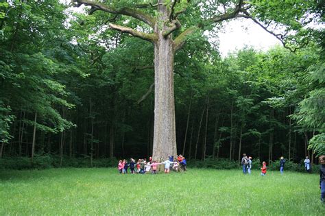 Le Gros Ch Ne De La Croix Aux Bois Ardennes Constela O