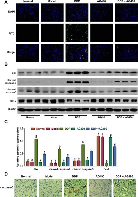 Inhibitory Effect Of Ag On Ddp Induced Kidney Apoptosis In Lung