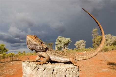 Bearded Dragons A New Angle — Exotics Keeper