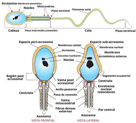 Espermatozoides Qué Son Funciones Partes Ciclo De Vida