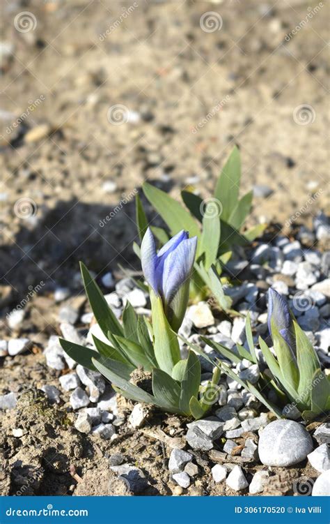 Iris Bonnie Babe Stock Photo Image Of Blue Miniature 306170520