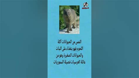 ما هو النمس الخطير Youtube