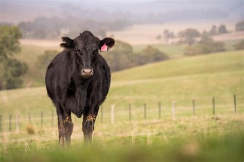 Premium Photo Sustainable Livestock Farming In Australia Regenerative