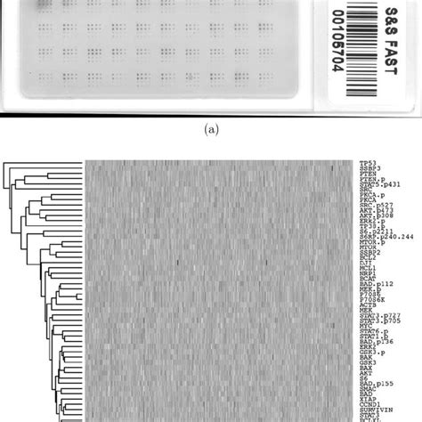 A A Typical Reverse Phase Protein Array With Samples Shown As The