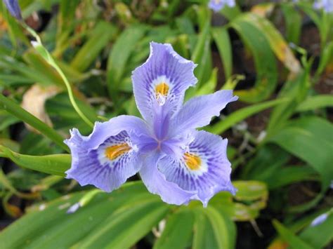 Iris Confusa Martyn Rix Far Reaches Farm
