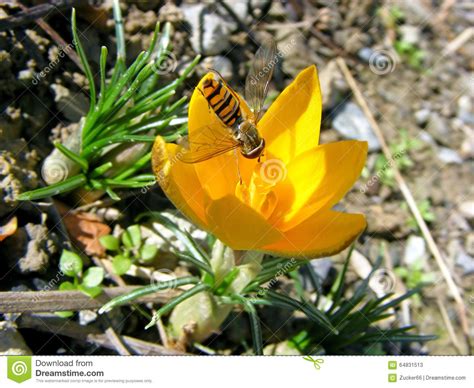 Flowering Crocus With Bee Stock Image Image Of Nature 64831513