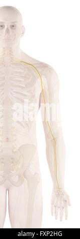 Human Arm Nerves Computer Illustration Stock Photo Alamy