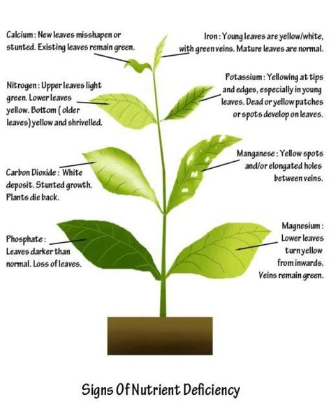 A simple nutrient deficiency chart. : r/gardening