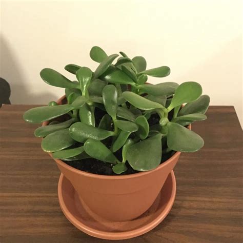 How To Plant Jade Plant Leaves