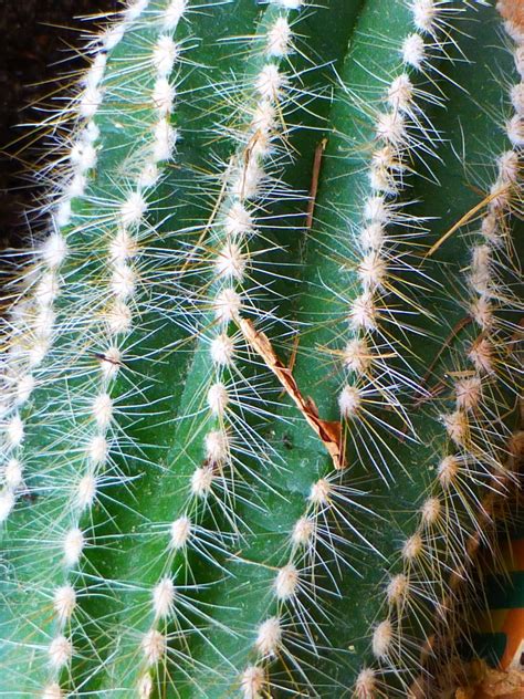 Fotos gratis espinoso cactus flor verde botánica flora de cerca