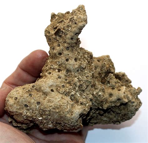 Large Fossil Coral Culicia Pliocene Age Suffolk Uk