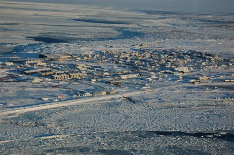 Report From Churchill: January 19, 2011 - Churchill Polar Bears