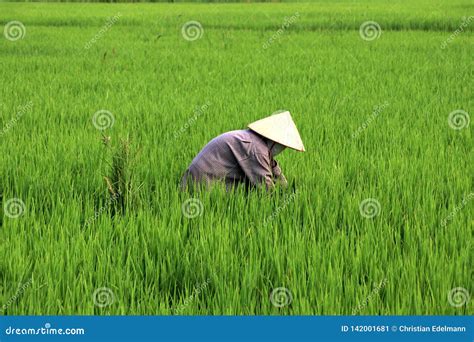 Rice Farmer at Harvest - Vietnam Asia Stock Image - Image of rural ...