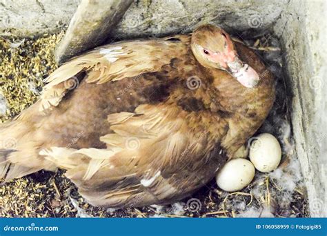 Musky Duck On The Nest Reproduction Of Musk Ducks Stock Image Image Of Bird Chick 106058959