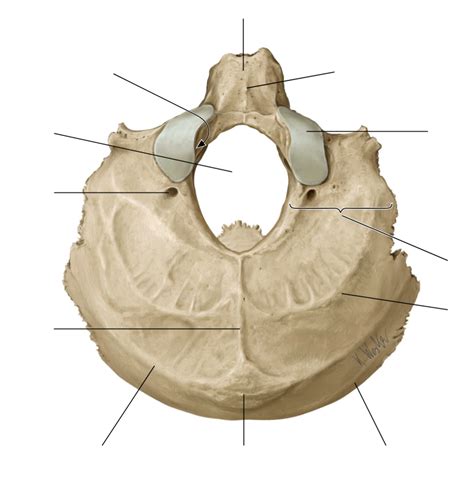 Occipital Bone Inferior View Anatomy Diagram Quizlet