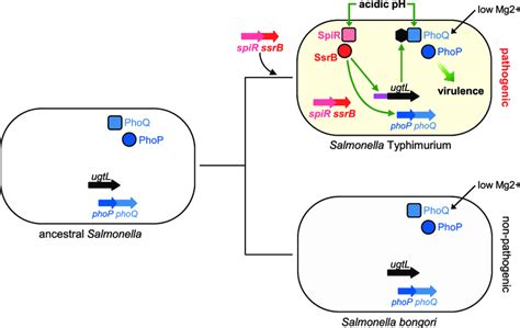 The Horizontally Acquired Regulatory Ssrb Gene Promotes S Typhimurium