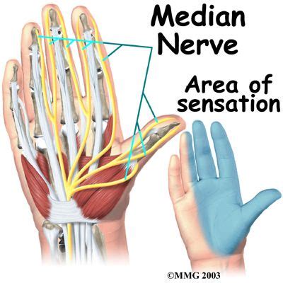 Carpal Tunnel Diagnosis Carpal Tunnel Release Ulnar Nerve Median