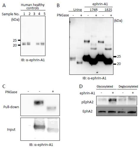 Ijms Free Full Text Analysis Of Adam12 Mediated Ephrin A1 Cleavage And Its Biological Functions